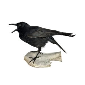 Taxidermy Carrion Crow. Log no 191a.