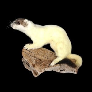 Taxidermy Ermine. Log no 232.