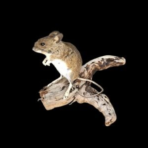 Taxidermy Field Mouse. Log no 234.