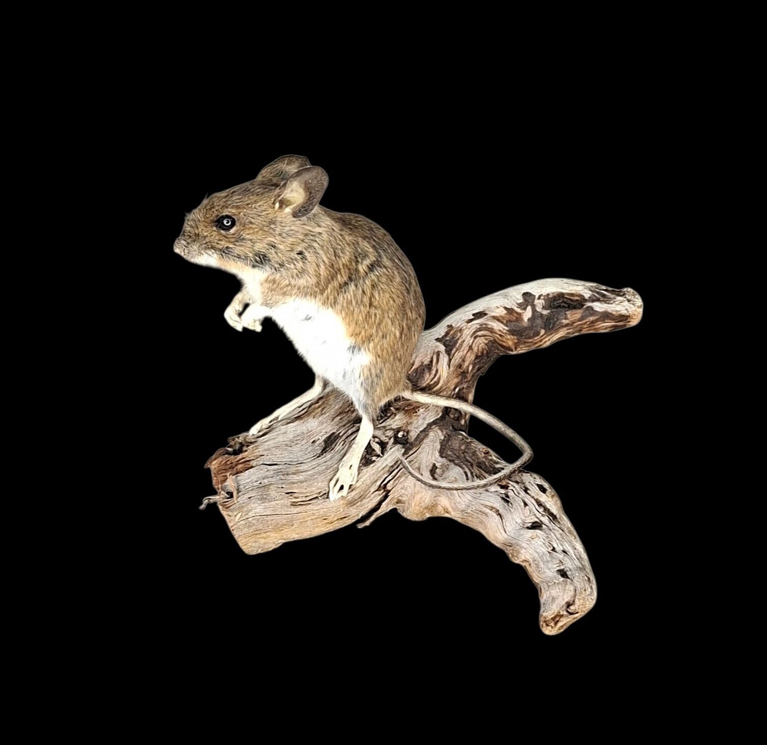 Taxidermy Field Mouse. Log no 234.