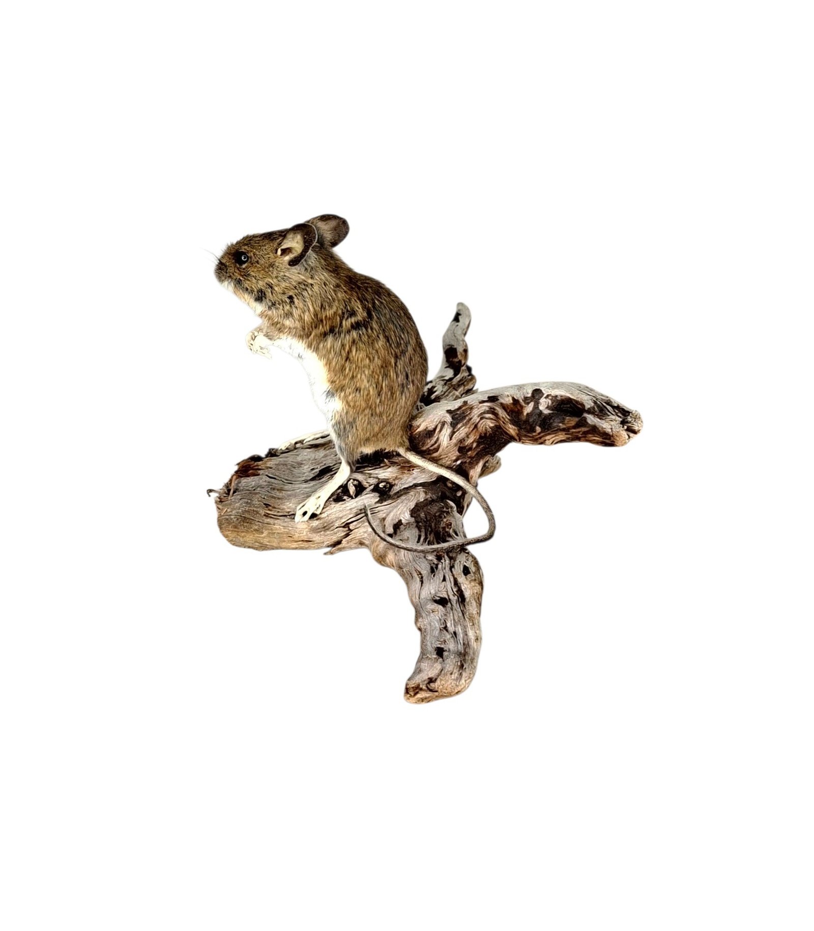 Taxidermy Field Mouse. Log no 234. - Image 5