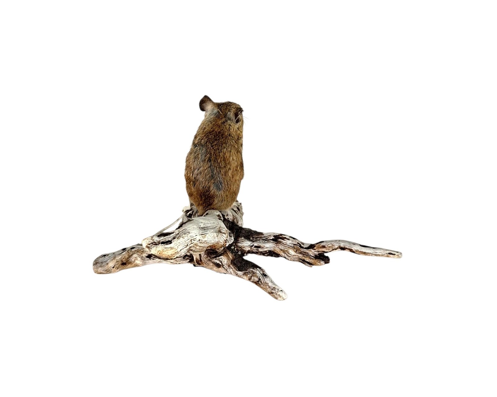 Taxidermy Field Mouse. Log no 234. - Image 4