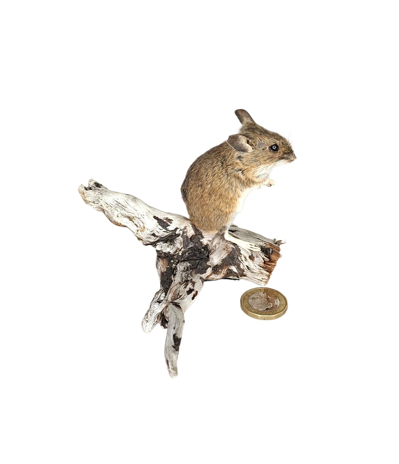 Taxidermy Field Mouse. Log no 234. - Image 3