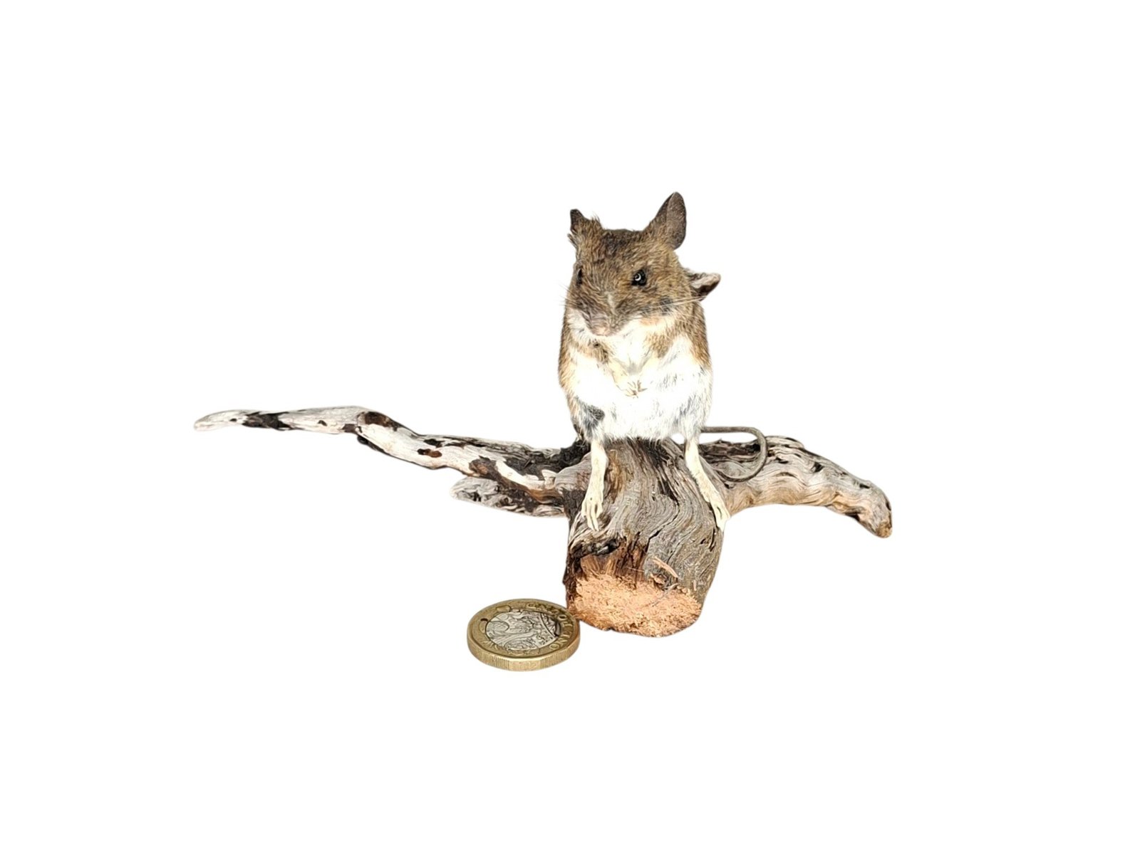 Taxidermy Field Mouse. Log no 234. - Image 2
