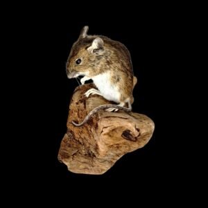 Taxidermy Field Mouse. Log no 235.