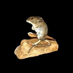 Taxidermy Field Mouse. Log no 237.