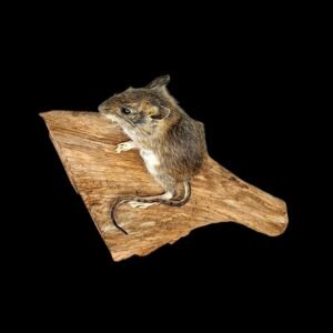 Taxidermy Juvenile Field Mouse. Log no 240.