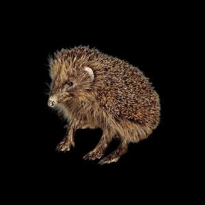Taxidermy Adult Hedgehog. Log no 231.