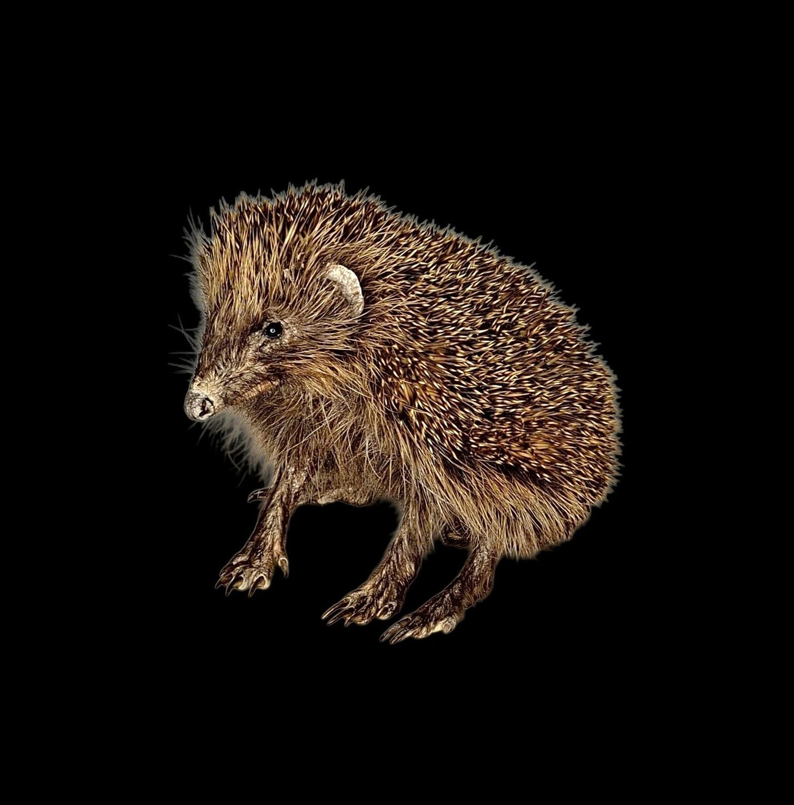 Taxidermy Adult Hedgehog. Log no 231.
