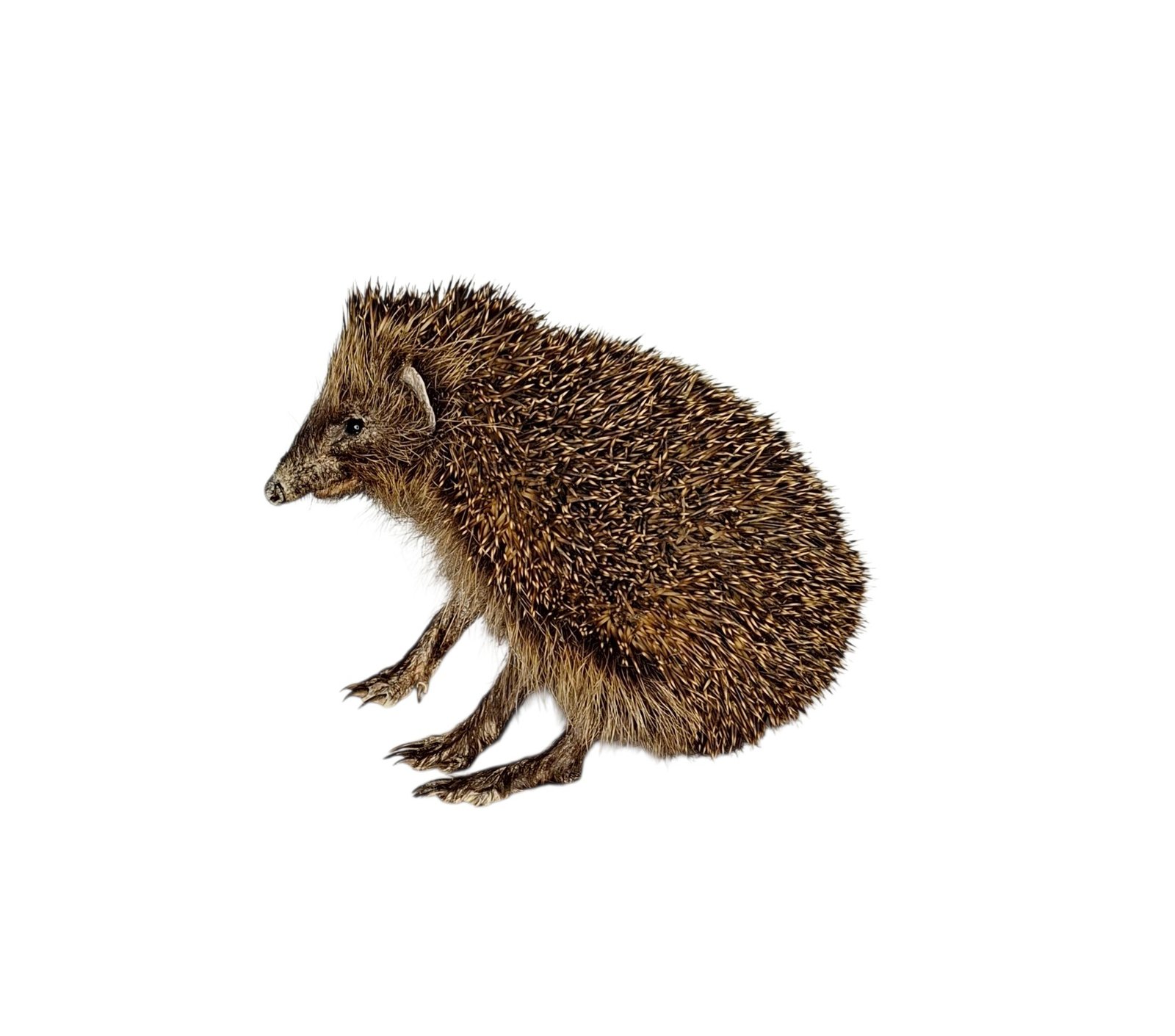 Taxidermy Adult Hedgehog. Log no 231. - Image 2