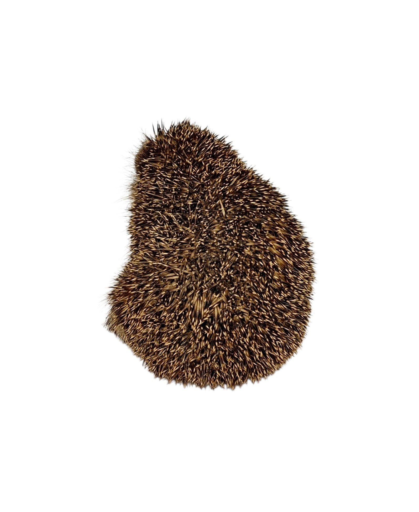 Taxidermy Adult Hedgehog. Log no 231. - Image 3