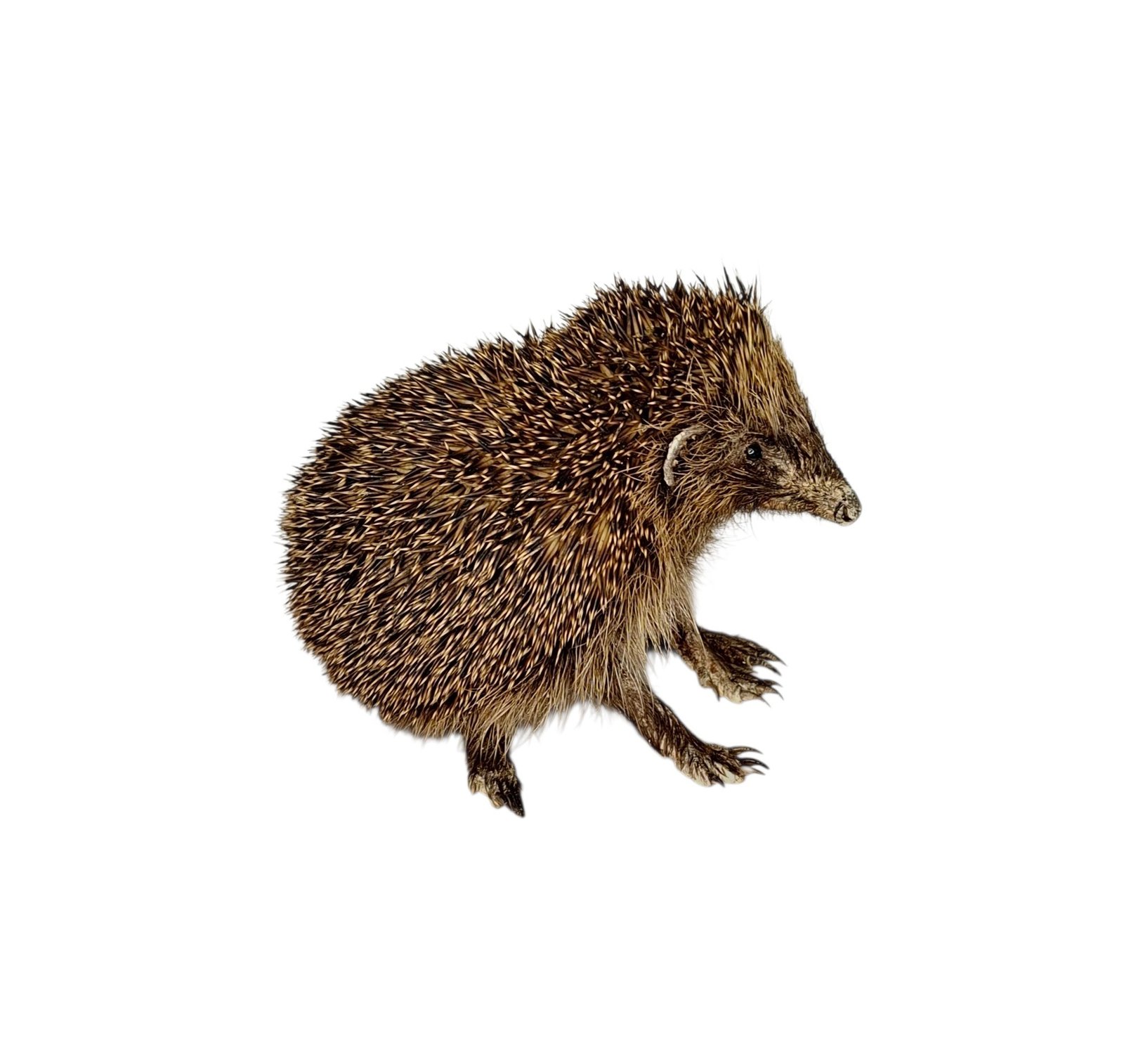 Taxidermy Adult Hedgehog. Log no 231. - Image 4