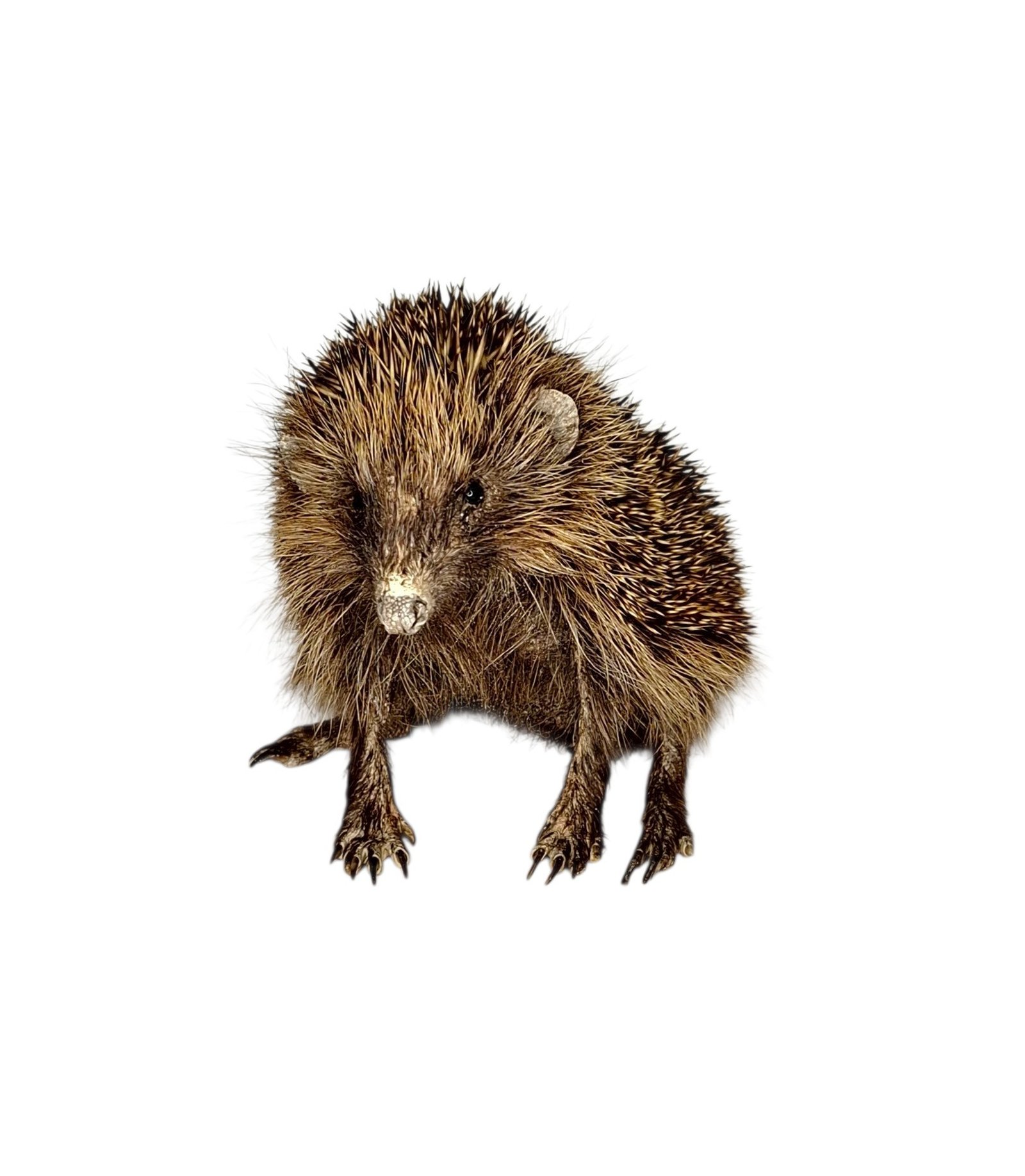 Taxidermy Adult Hedgehog. Log no 231. - Image 5