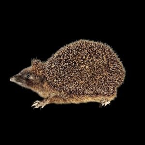 Taxidermy Adult Hedgehog. Log no 233.