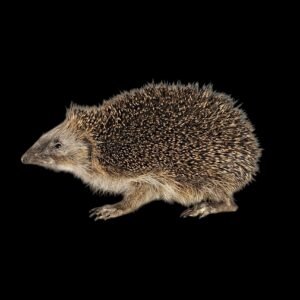 Taxidermy Adult Hedgehog. Log no 236.