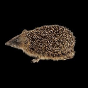 Taxidermy Adult Hedgehog. Log no 238.