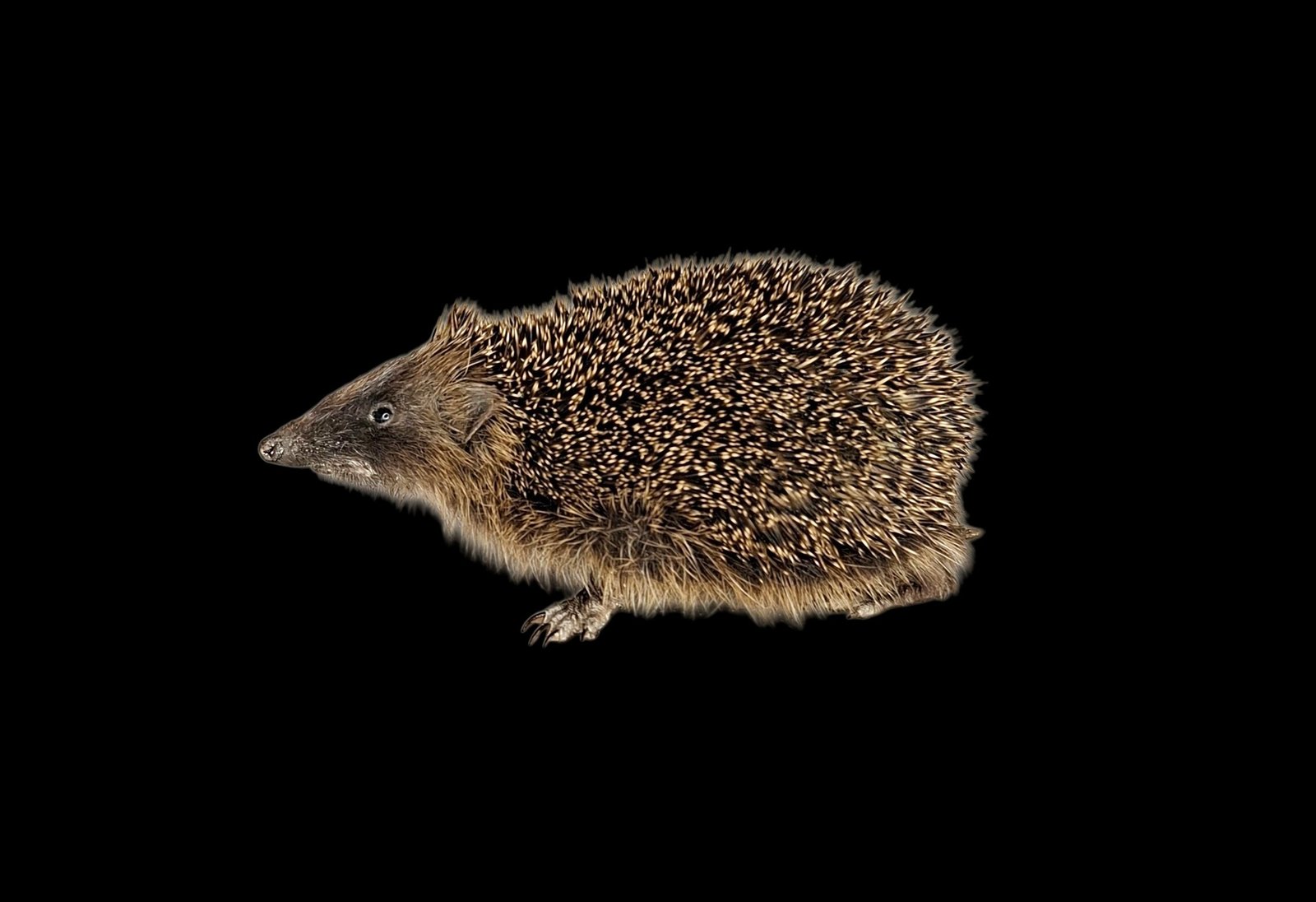 Taxidermy Adult Hedgehog. Log no 238.