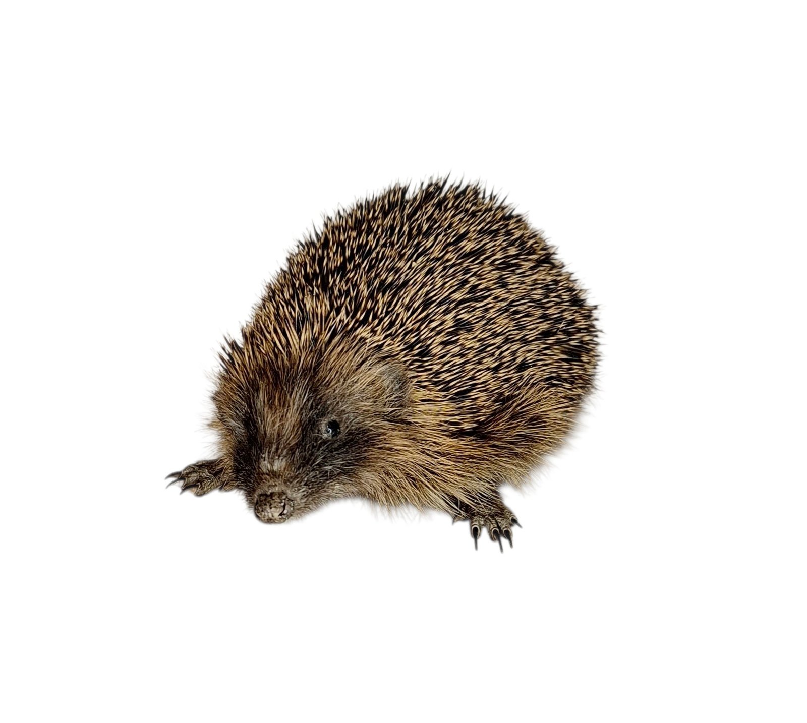 Taxidermy Adult Hedgehog. Log no 238. - Image 2