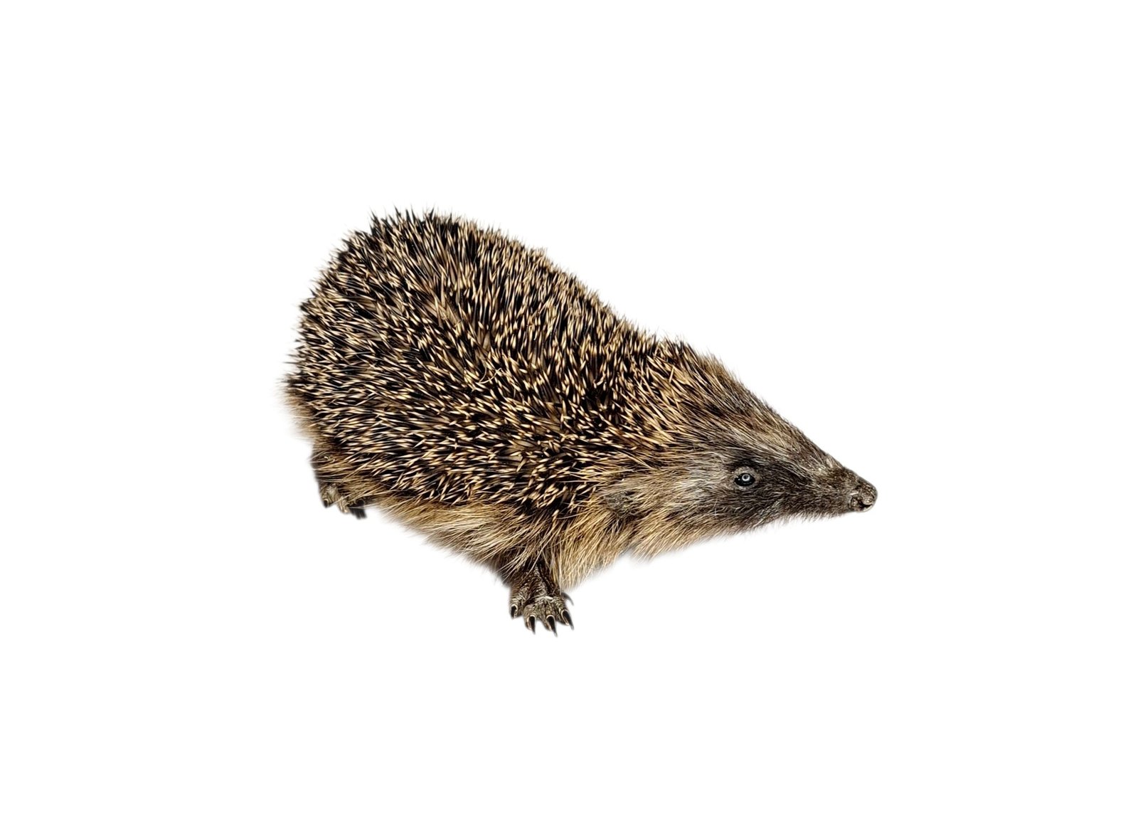 Taxidermy Adult Hedgehog. Log no 238. - Image 3