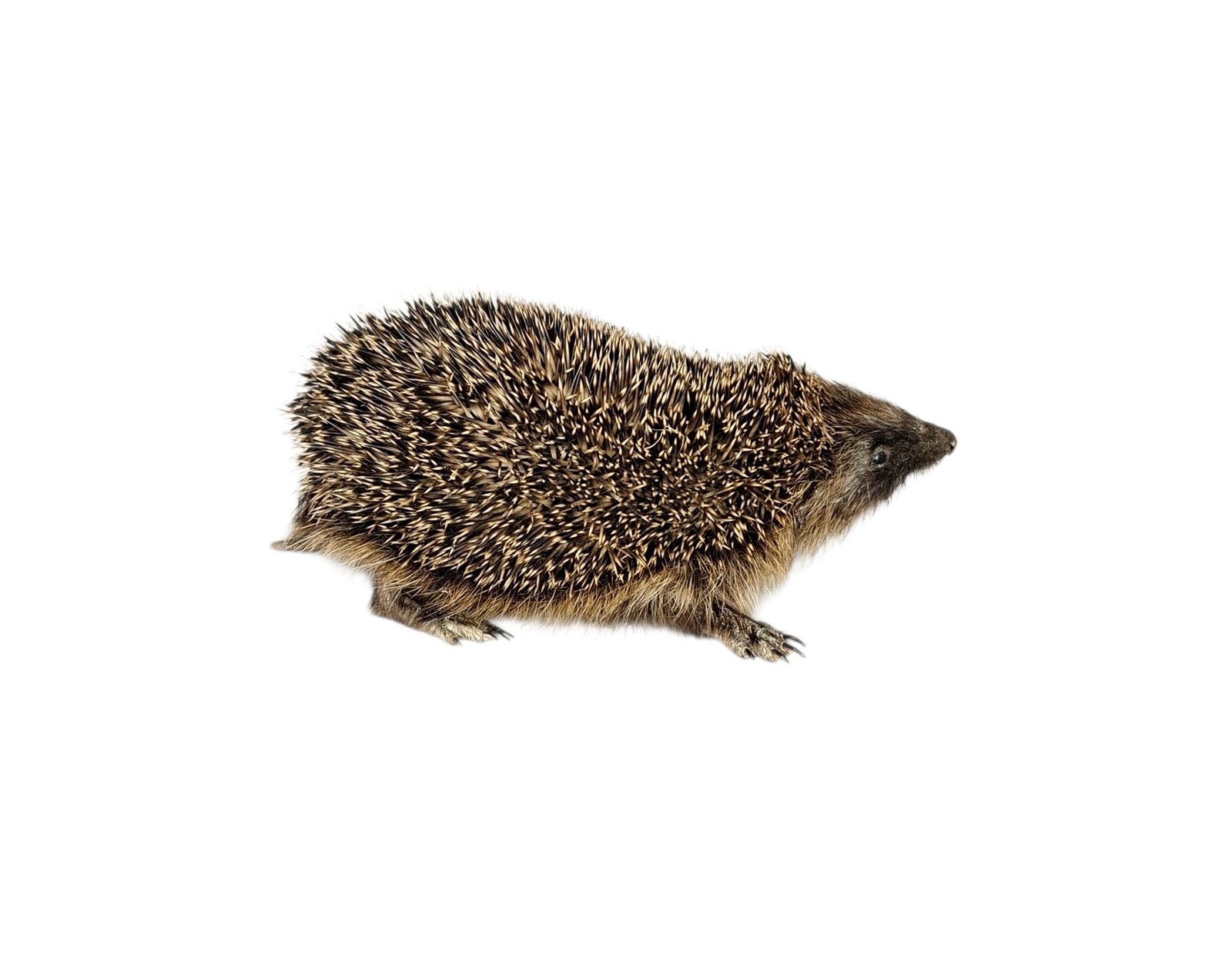 Taxidermy Adult Hedgehog. Log no 238. - Image 4