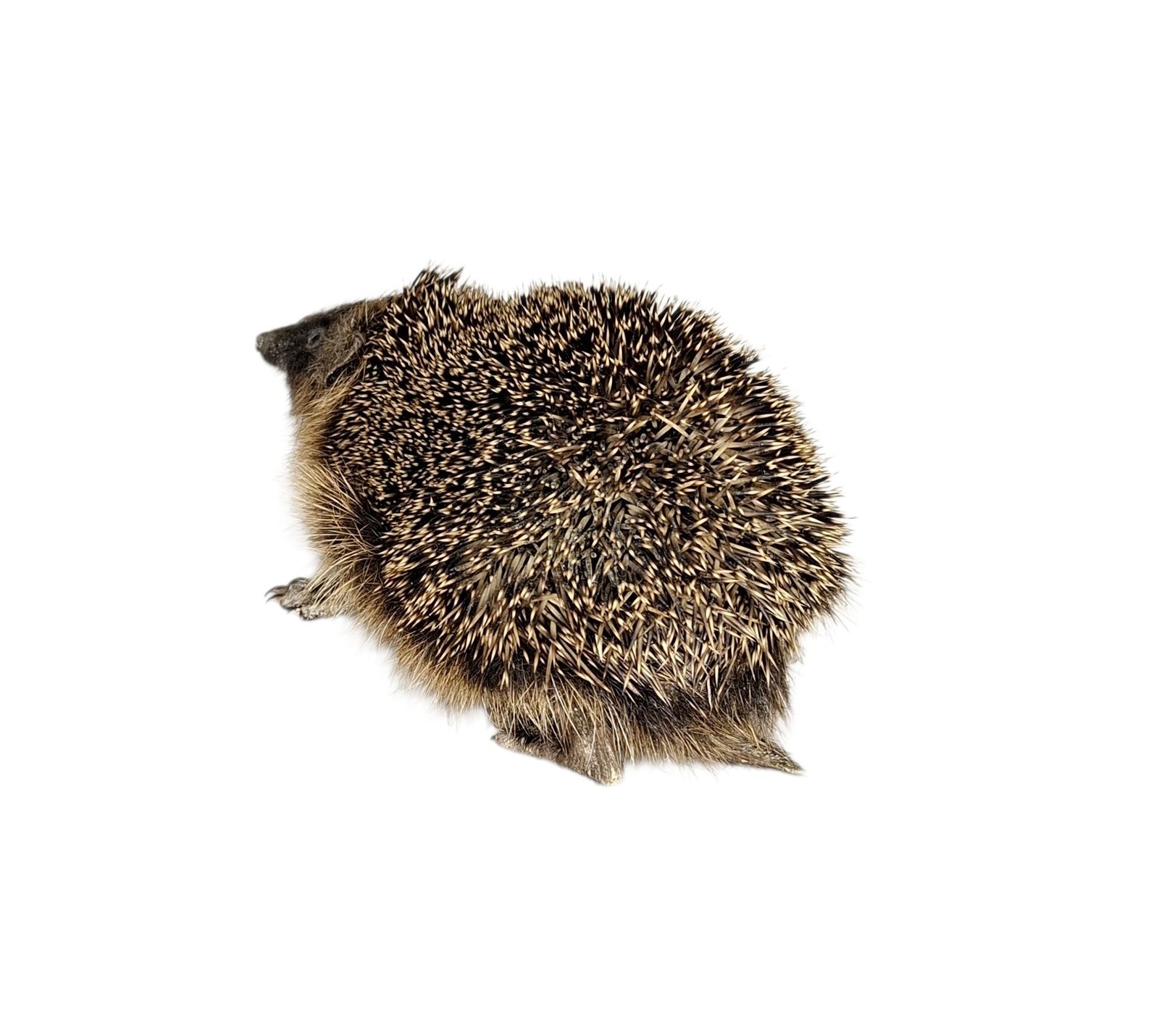Taxidermy Adult Hedgehog. Log no 238. - Image 5