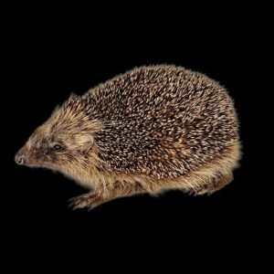 Taxidermy Adult Hedgehog. Log no 242.