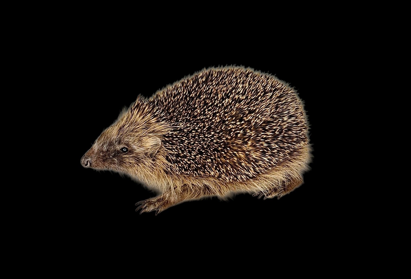 Taxidermy Adult Hedgehog. Log no 242.