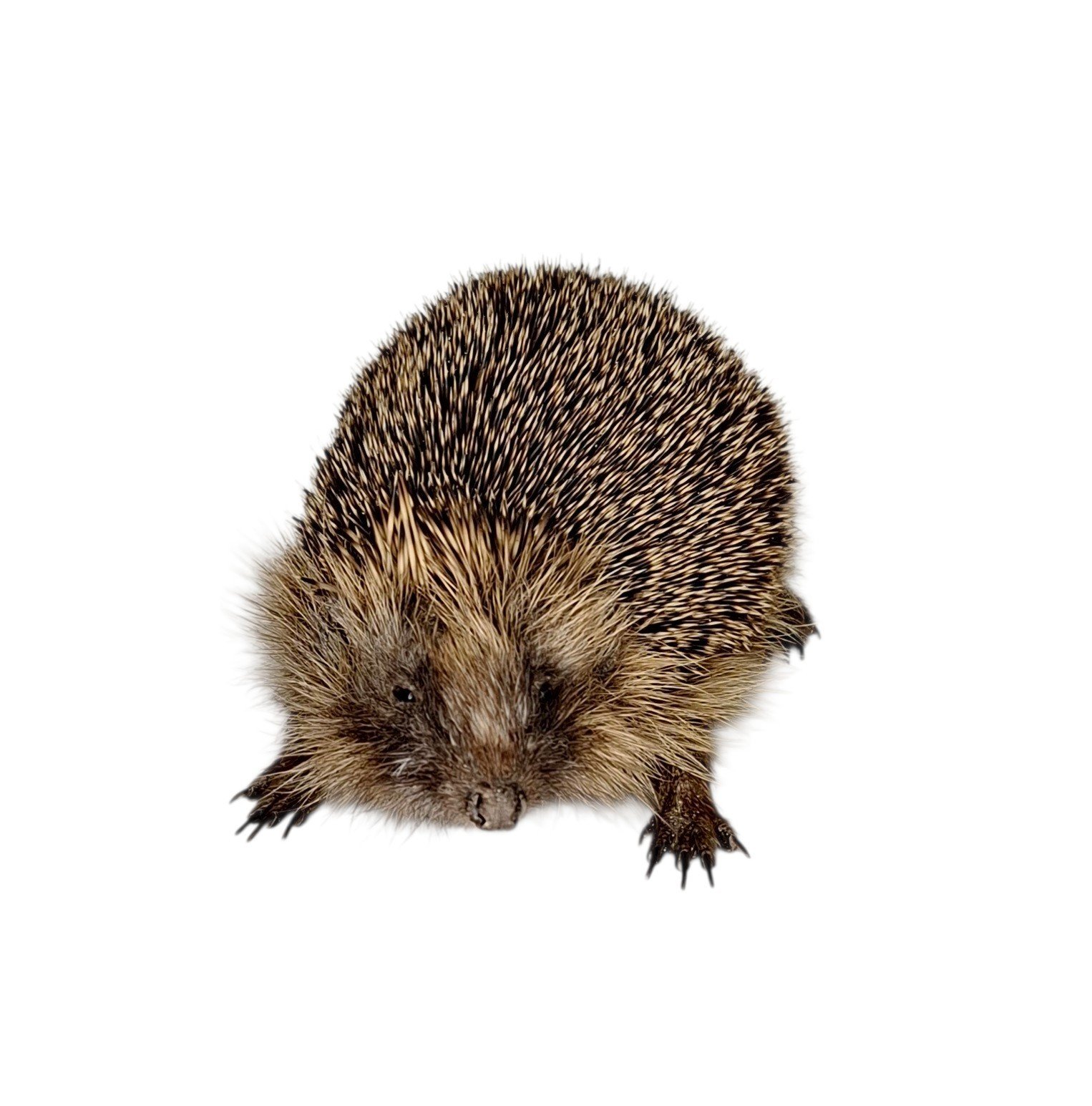 Taxidermy Adult Hedgehog. Log no 242. - Image 2
