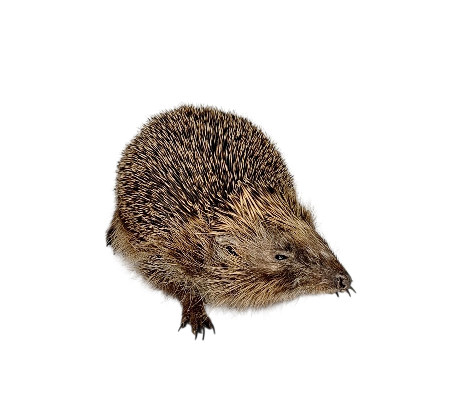 Taxidermy Adult Hedgehog. Log no 242. - Image 3