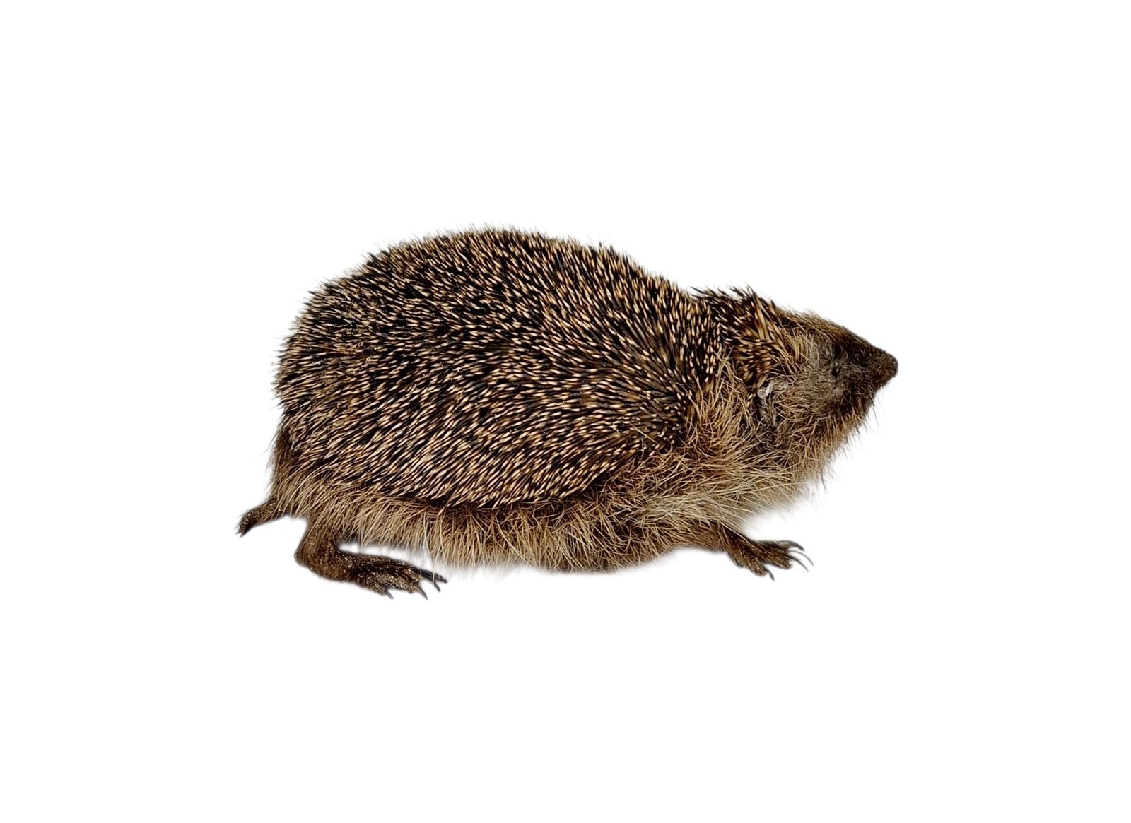 Taxidermy Adult Hedgehog. Log no 242. - Image 4