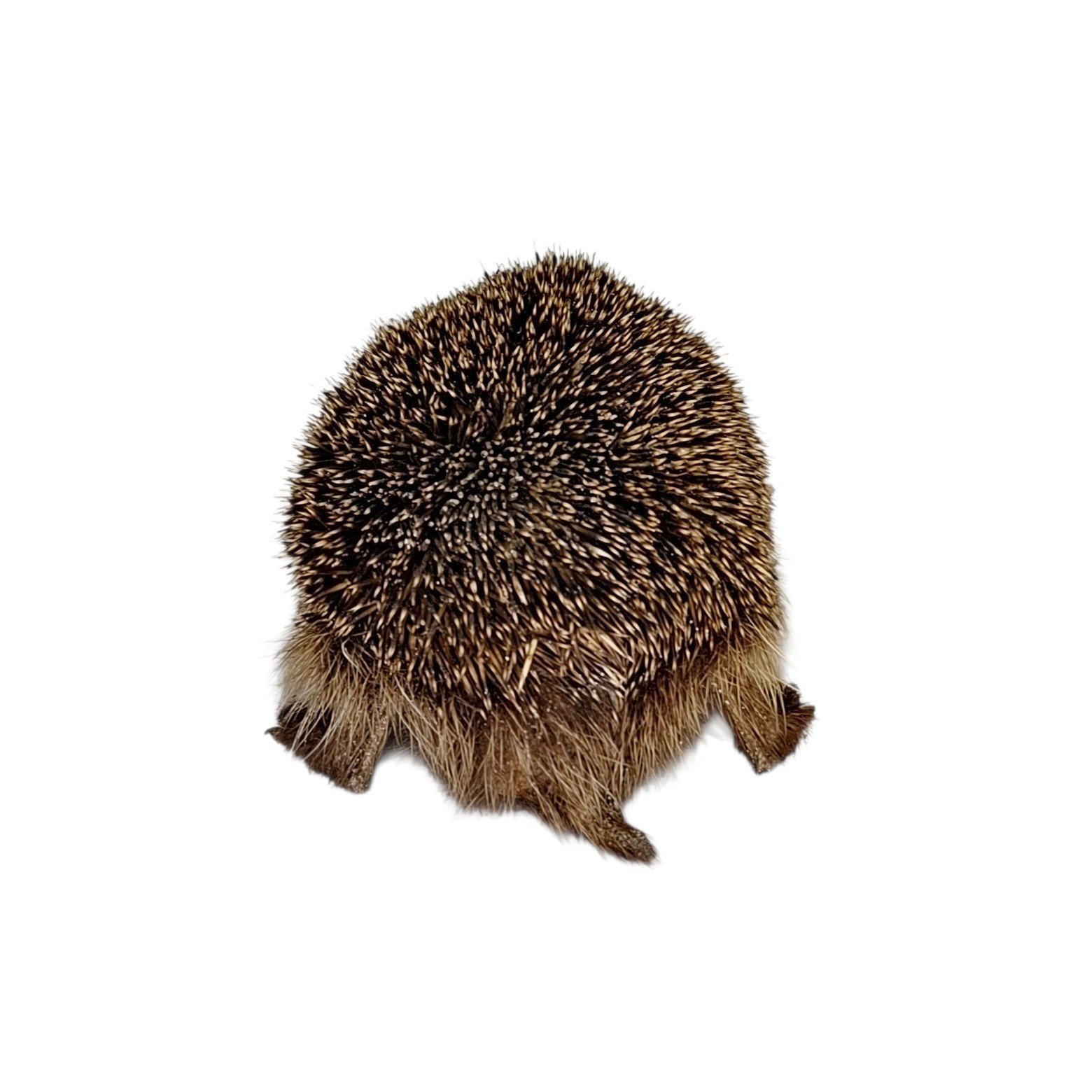 Taxidermy Adult Hedgehog. Log no 242. - Image 5