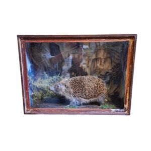 Taxidermy Antique Hedgehog. Log no 239.