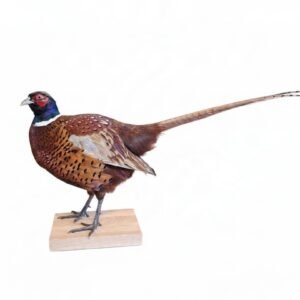 Taxidermy Ring-necked Pheasant. Log no 9152.
