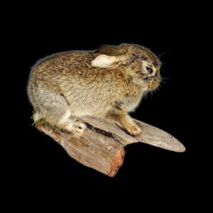 Taxidermy European Young Rabbit. Log no 241.