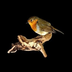 Taxidermy Eurasian Robin. Log no 876a.