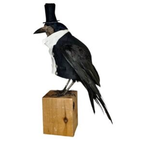 Taxidermy Rook In Top Hat And Tails. Log no 243a.