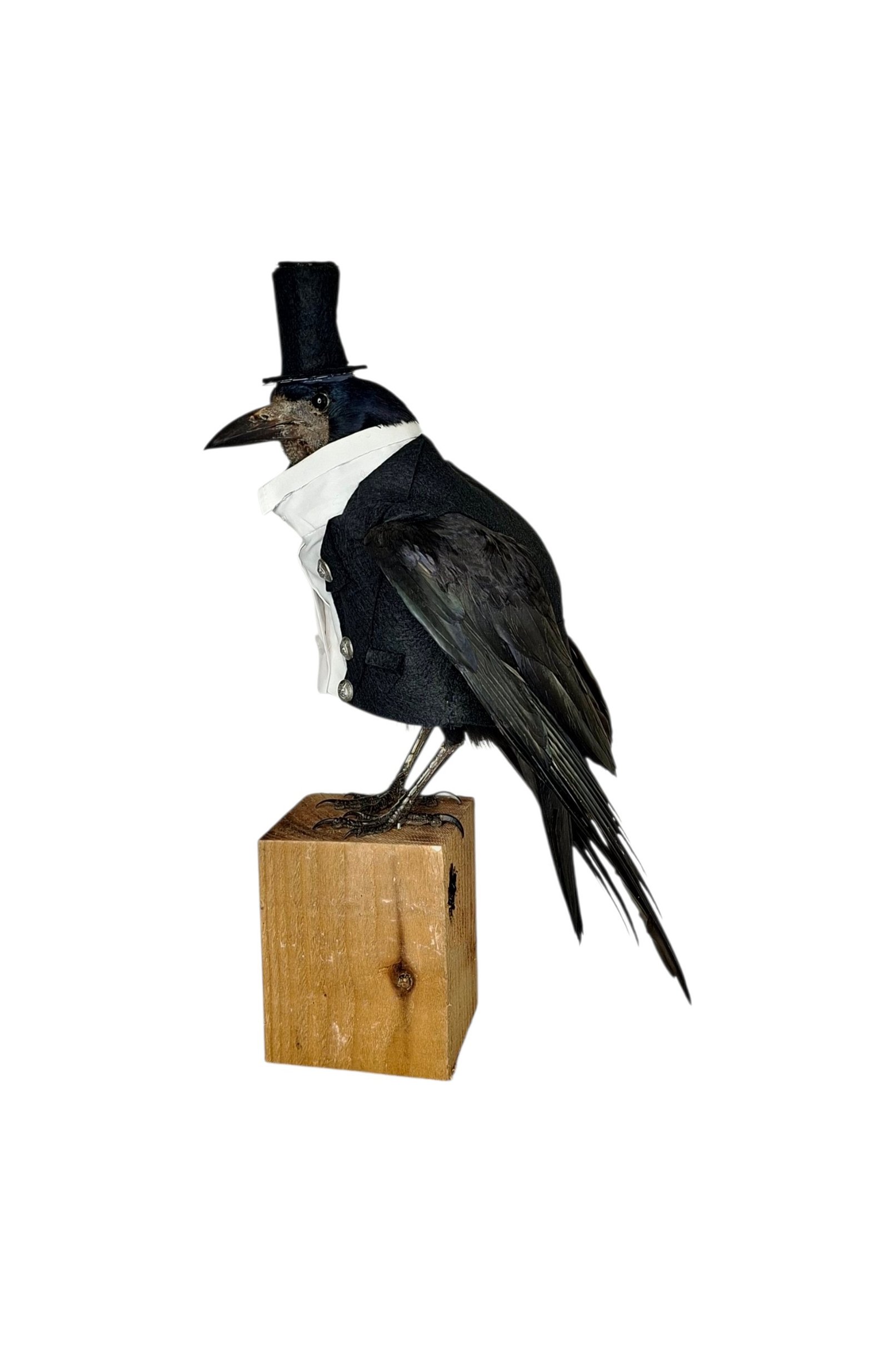 Taxidermy Rook In Top Hat And Tails. Log no 243a.