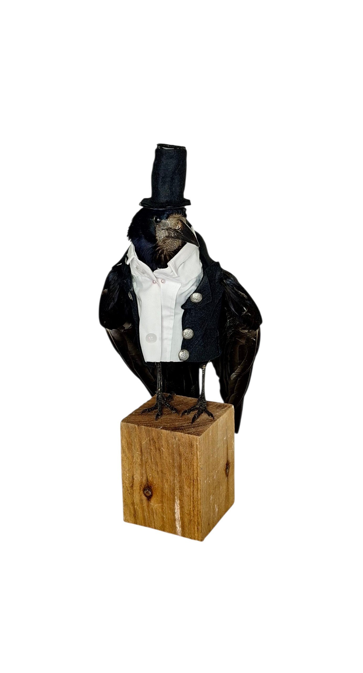 Taxidermy Rook In Top Hat And Tails. Log no 243a. - Image 2