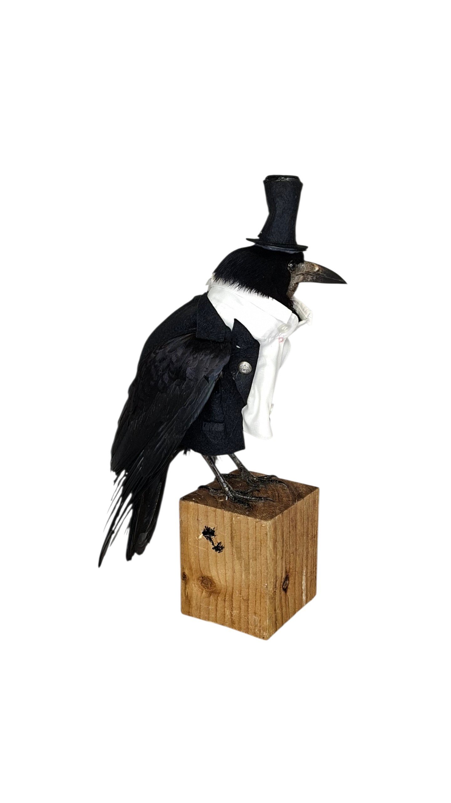 Taxidermy Rook In Top Hat And Tails. Log no 243a. - Image 3