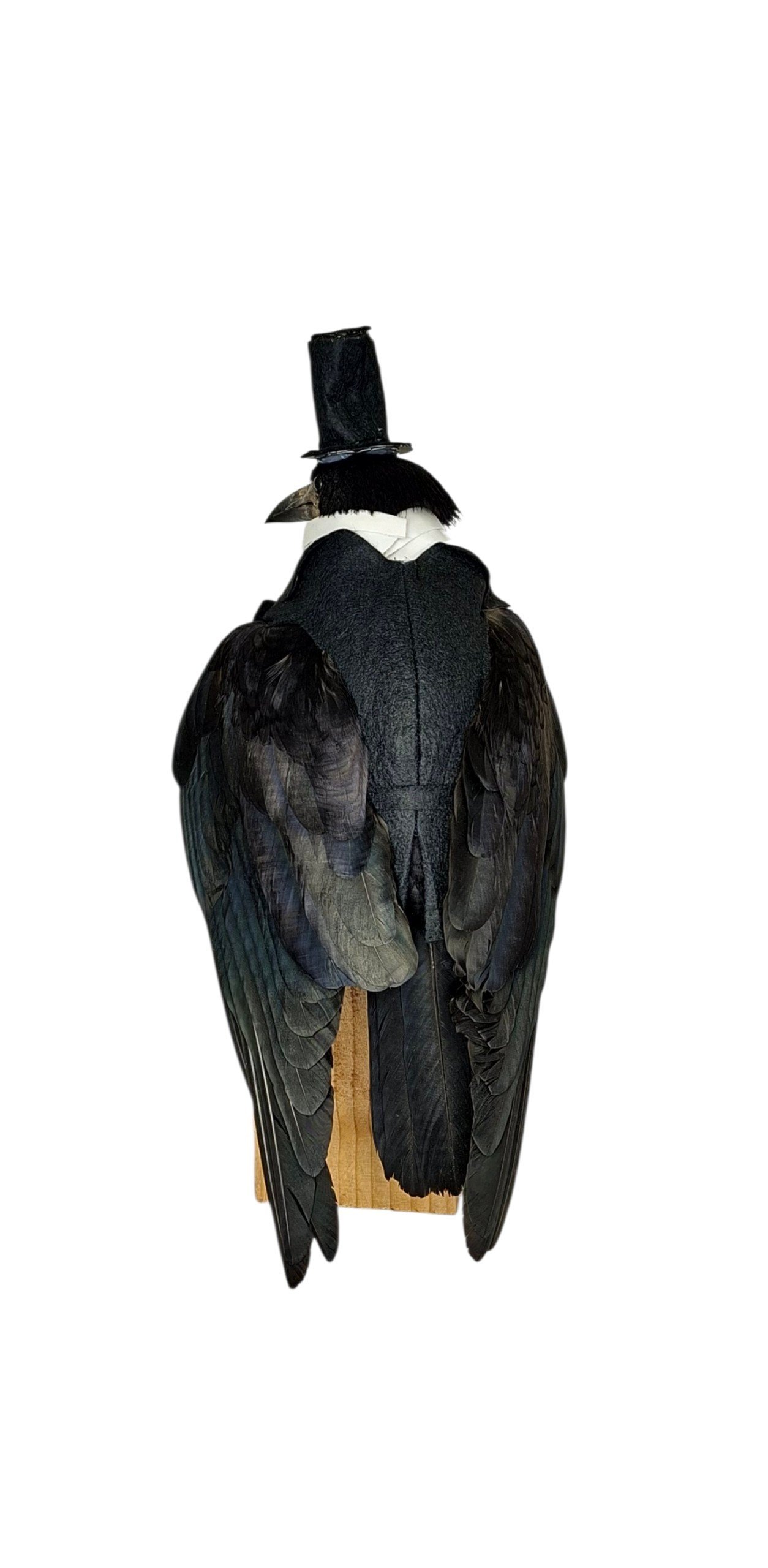 Taxidermy Rook In Top Hat And Tails. Log no 243a. - Image 4